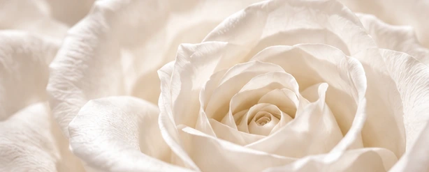 A close-up of white rose petals